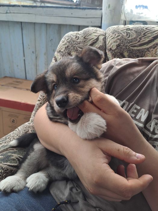 Собака, дівчинка, 2 місяці, віддамо у добрі руки