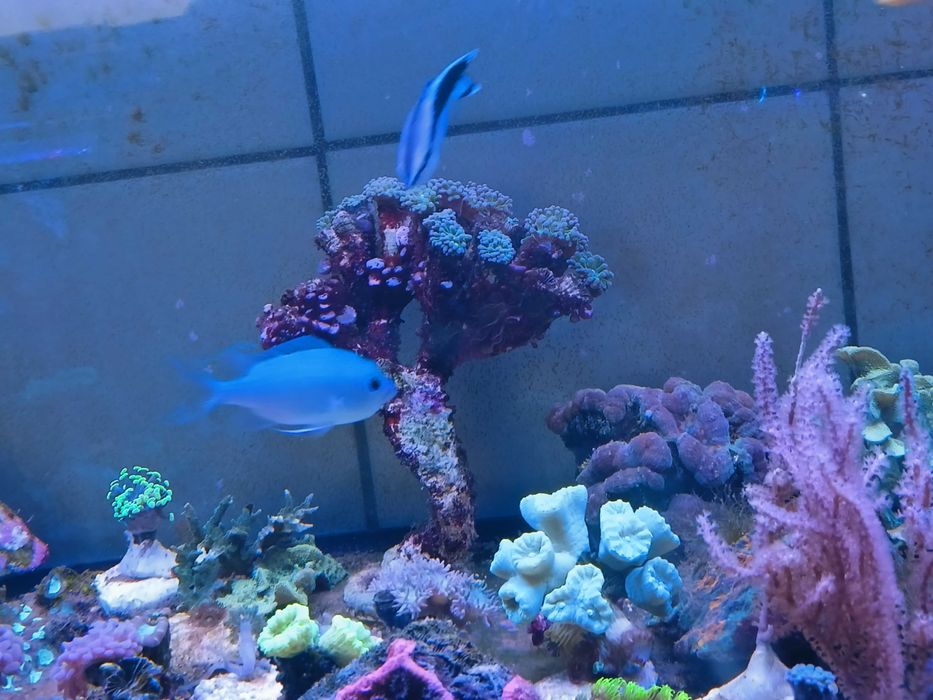 Chromis viridis,  ryby morskie