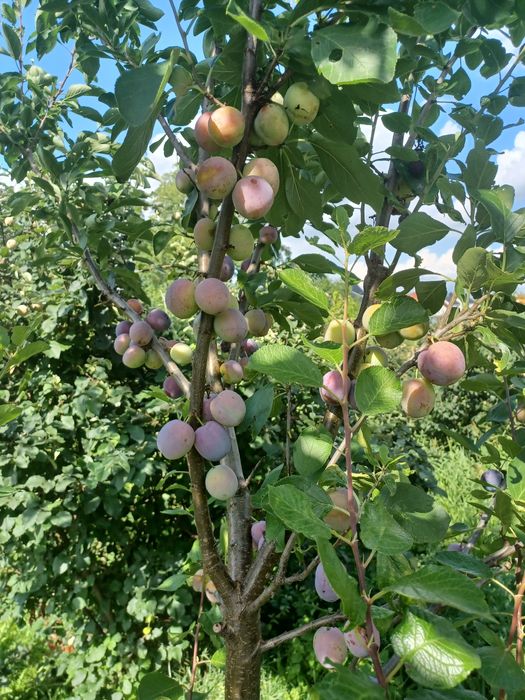 Drzewka owocowe w donicy