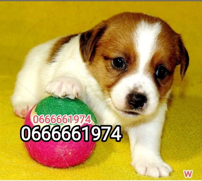 Джек Рассел тер'єр з документами клубу КСУ