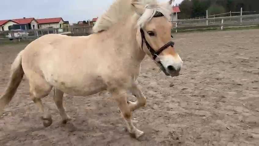 Sprzedam lub zamienie