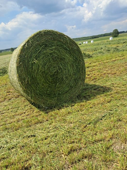 Sianokiszonka z traw sianych siano