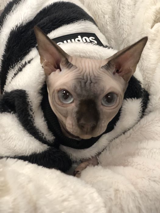 Сфинкс голубоглазая девочка