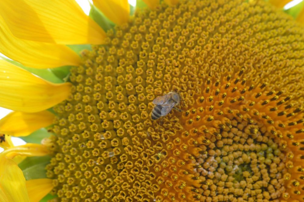 Соняшник Зернята соняшника.