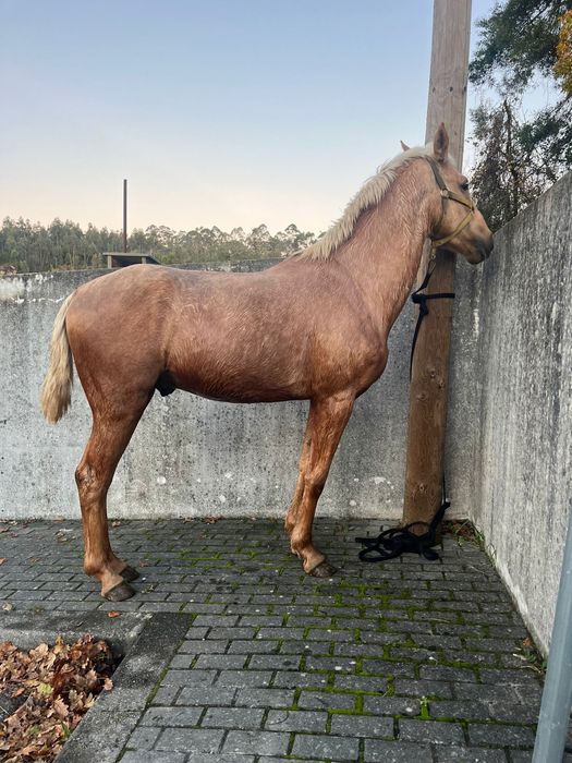 Cavalo palomino letra R