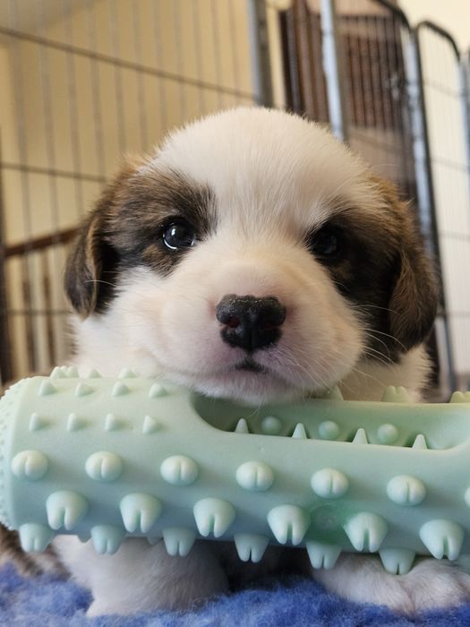 Welsh Corgi Cardigan piesek FCI