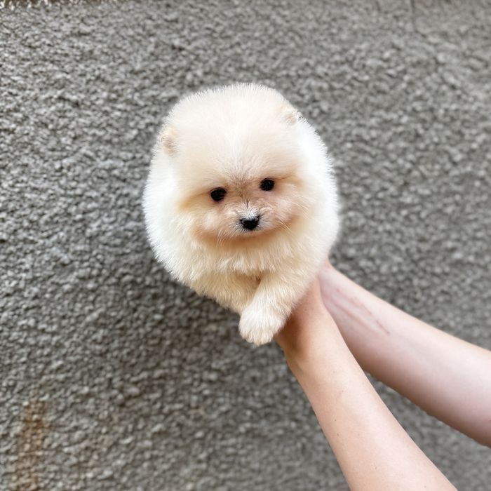 чарівна дівчинка шоу классу