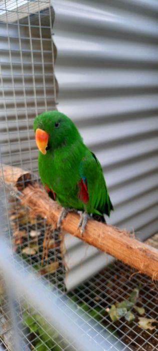 Ecletus Roratus macho