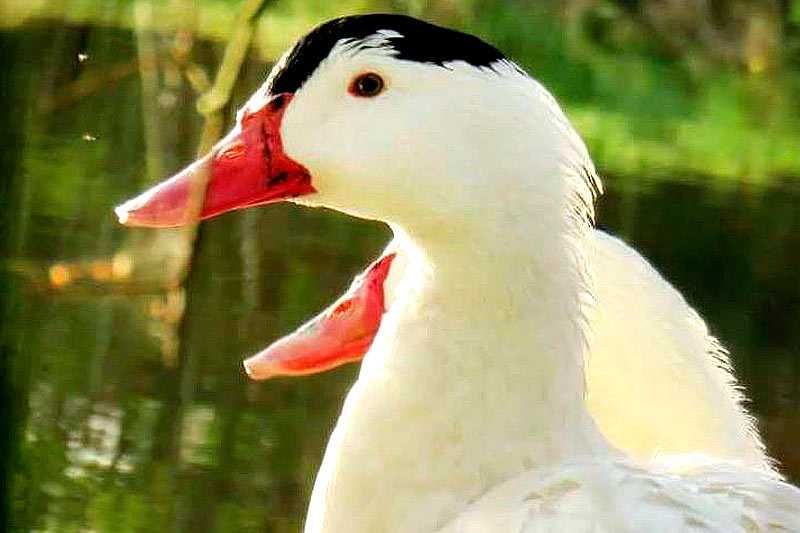 Яйце інкубаційне качки  Мулард