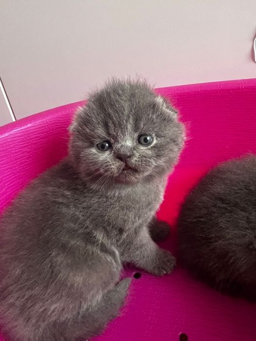 Gatinhos scottish fold