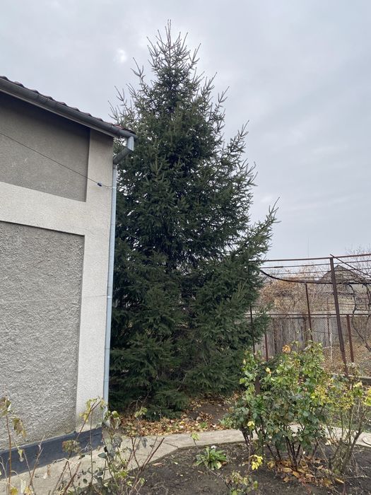 Продам елку живую