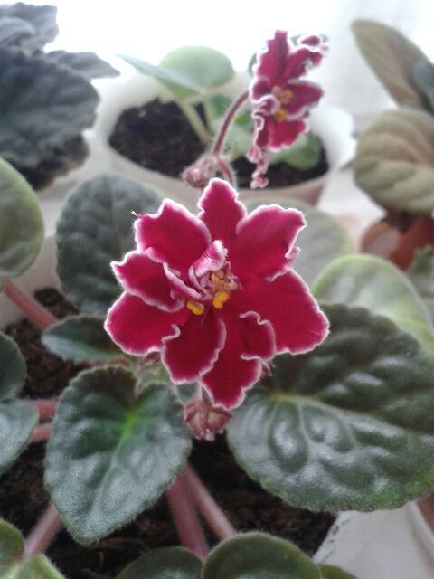 Фіалка сортова набір діток 6 шт.мікс