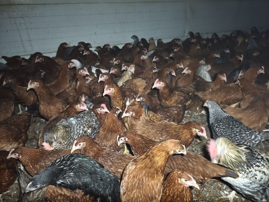 Młode kurki ogolnouzytkowe 3 tyg do jajka