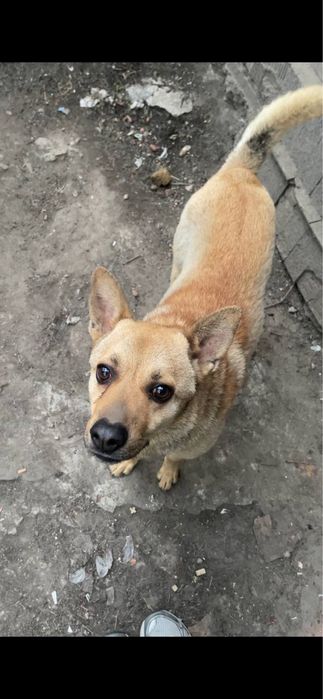 Отдам собаку в хорошие руки — кобель, 5 лет, Днепр