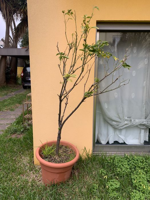 Arvores frutas em vaso