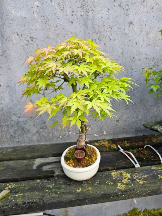 Bonsai acer orange dream