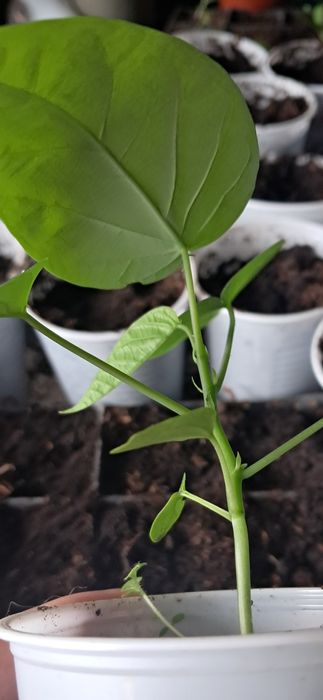 Plantas granadilha (Passiflora ligularis)