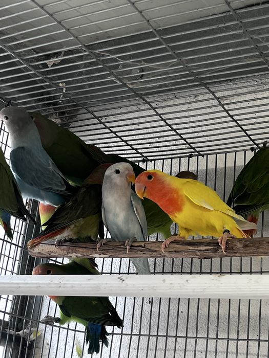 Agaponis rosicolis longfeather