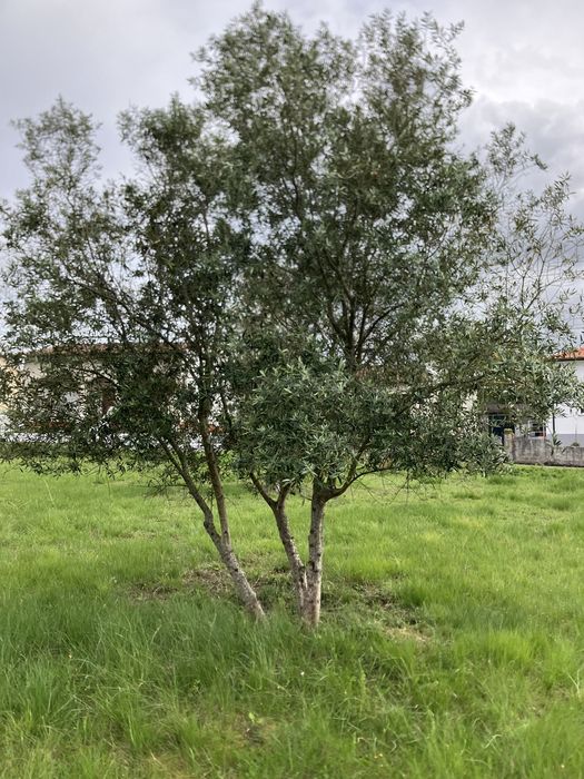 Oliveiras para jardim ou replantar.