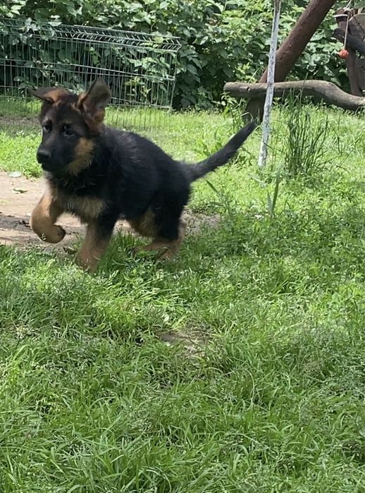 Вівчарочки від найкращоі пари