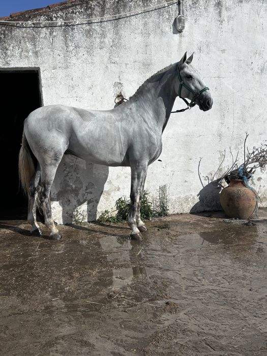 Cavalo Puro Sangue Lusitano