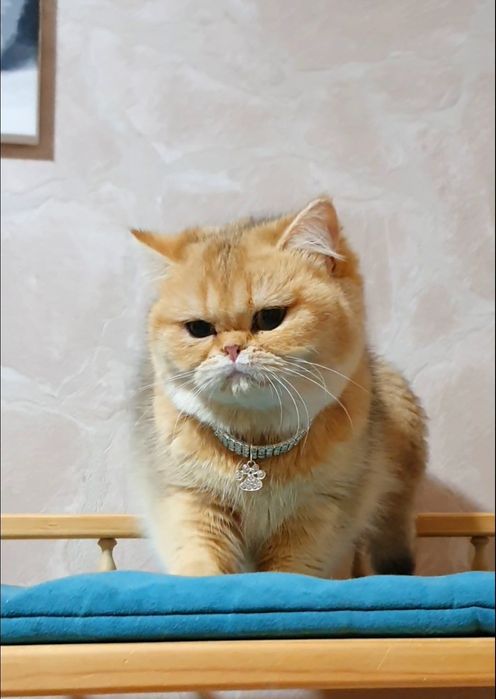 Шикарная плюшевая золотая шиншилла