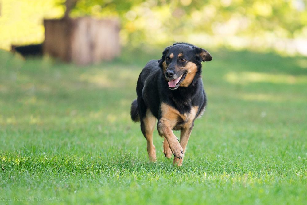 Отдам в хорошие руки послушную собаку Динару.