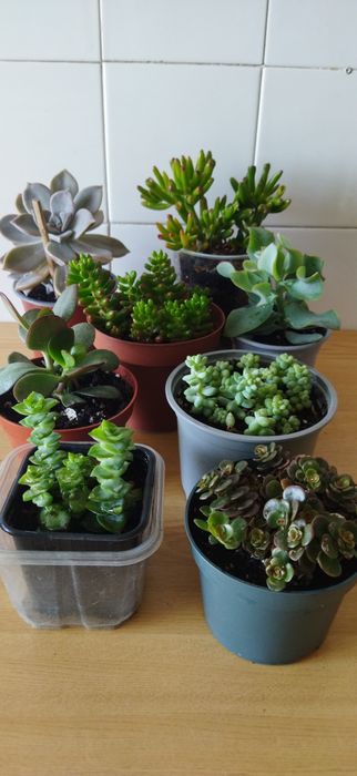 Colecção de Suculentas 8 variedades