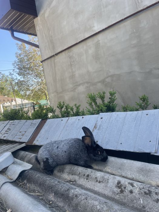 Полтавське срібло. Кріль. Самець.