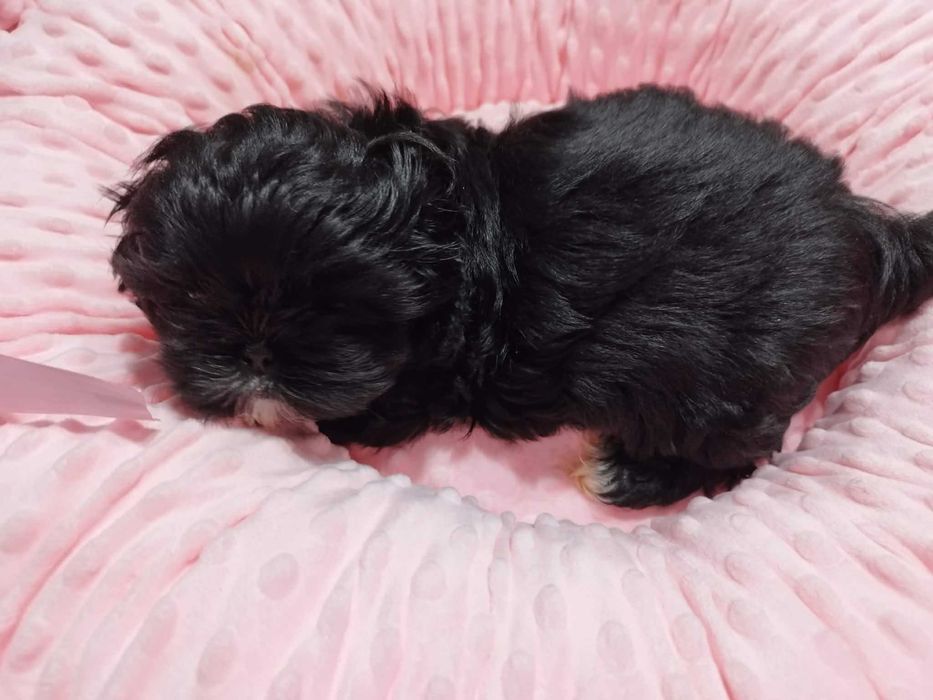 *** Shih Tzu Prześliczny Czarny Chłopczyk Wielkości Yorka ***