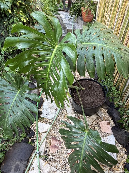 Monstera Deliciosa grandalhona