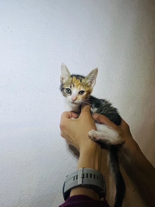 Gatos para adoção