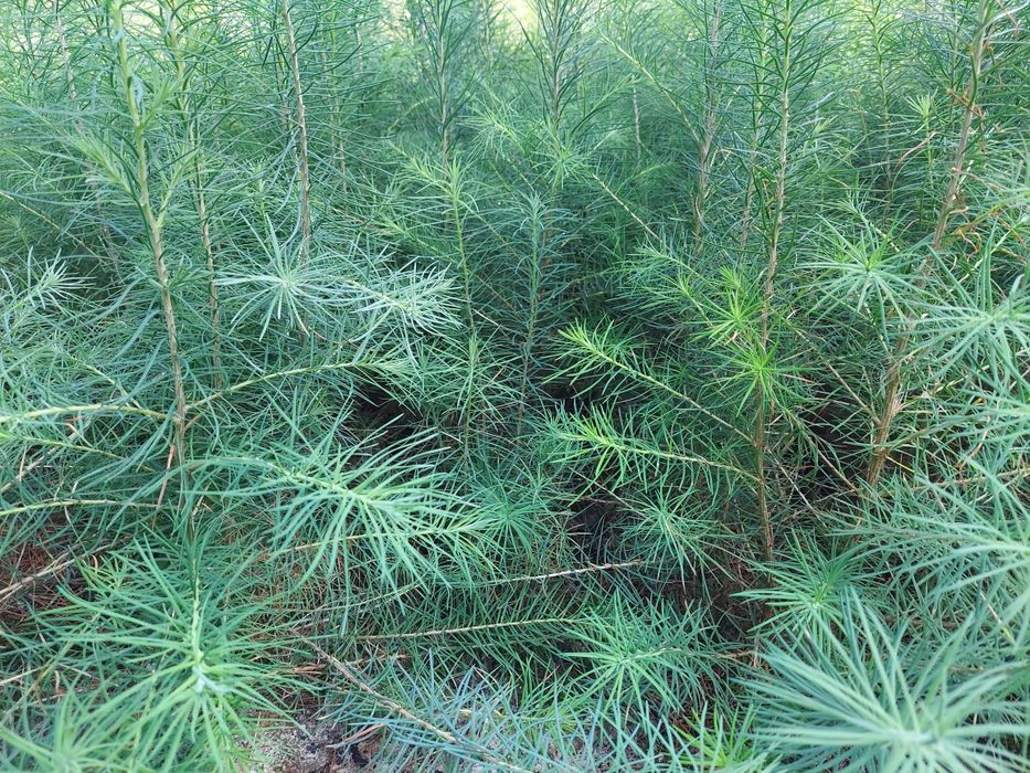 Саджанці Ялина, Сосна, Модрина