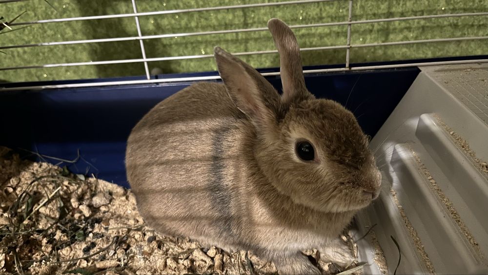 Кролик  декоративный , девочка