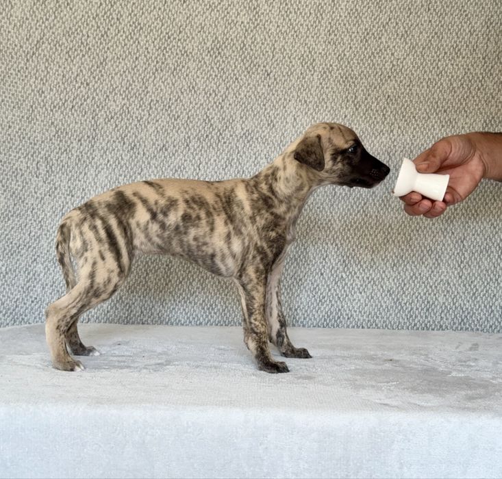 Whippet suczka - Brightcoffe ZKwP/FCI