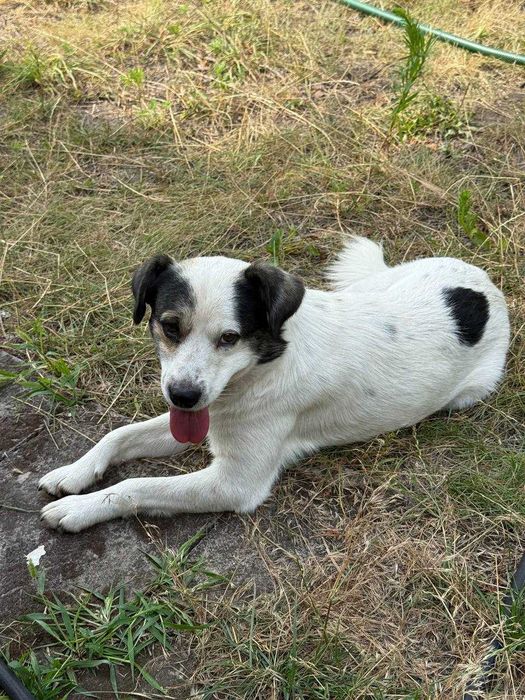 Песик Щеня Собака шукає сім'ю