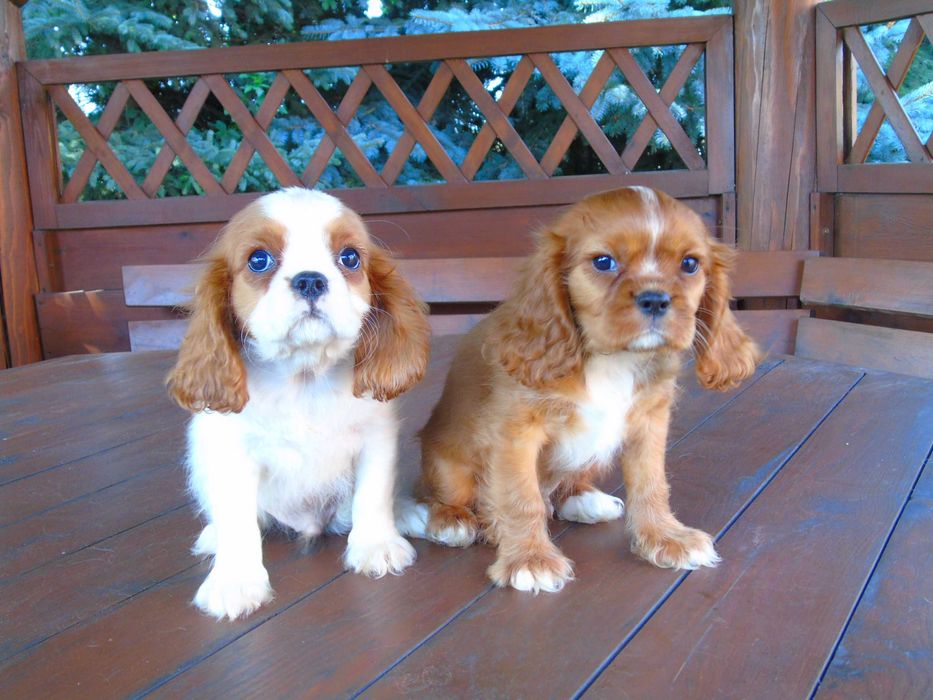 Cavalier King Charles Spaniel chłopiec