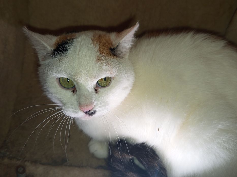 Cudna Jesień poleca się do adopcji