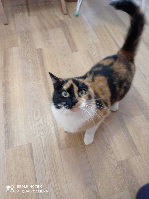 Отдам в добрые руки взрослую кошку полторагода, ловит мышей