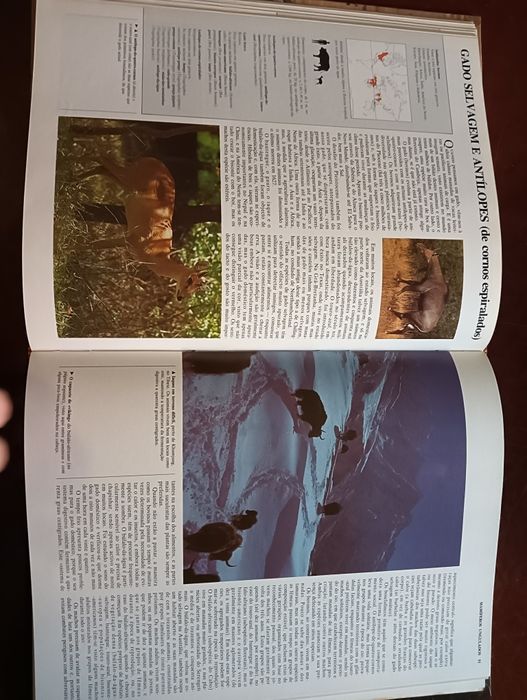 Mamíferos ungulados e lagomorfos; 	Coleção Animais de todo o Mundo*