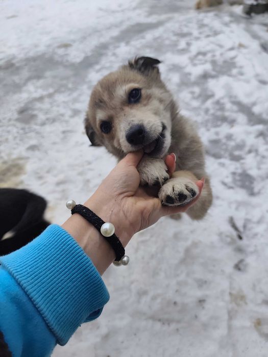 Грайливі Цуцики Лайки