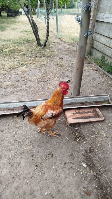 Galos caseiros adultos 25€