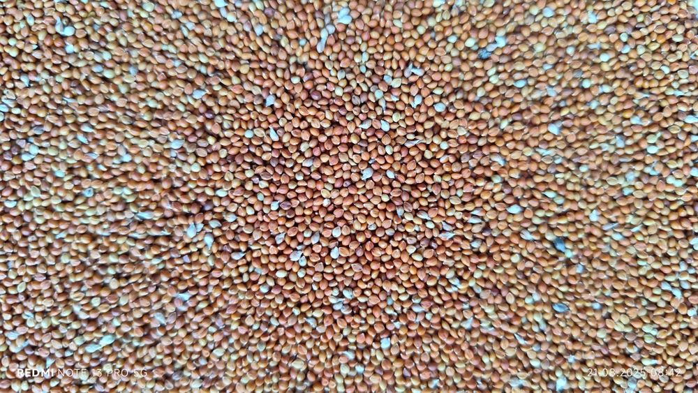 Чумиза, корм, колоски чумизи