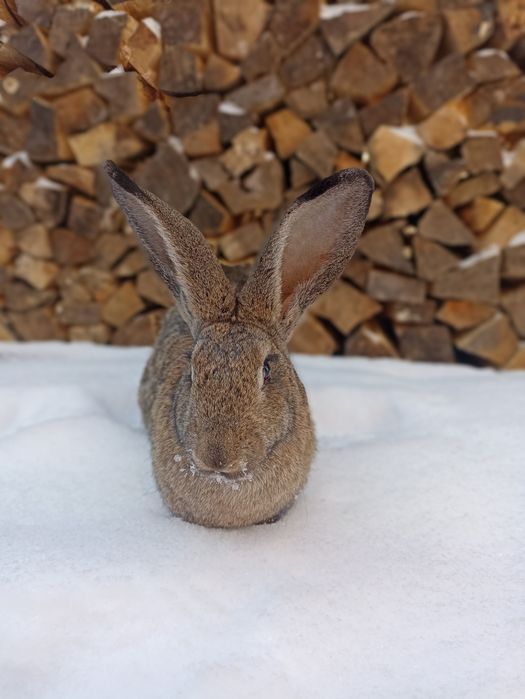 Продам кроличку.