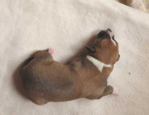 Chart Angielski Whippet, płowy piesek 2