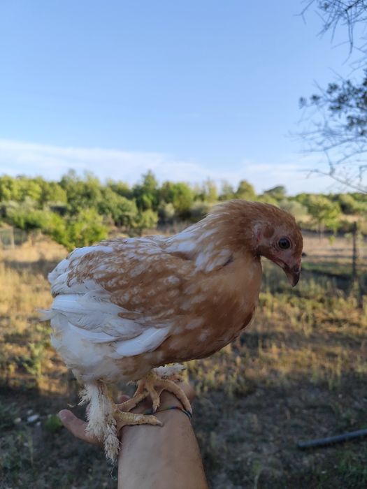 Galos e galinhas descendentes de galo Brahma Perdiz cruzado com poedeiras comerciais