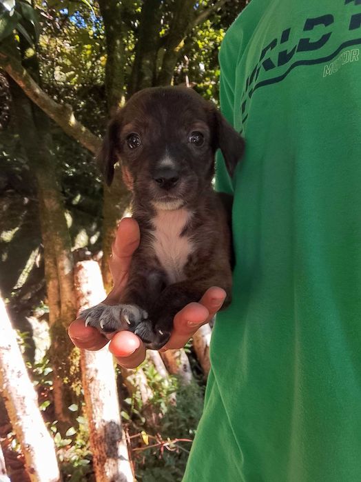 Cachorrinha para adoção responsável