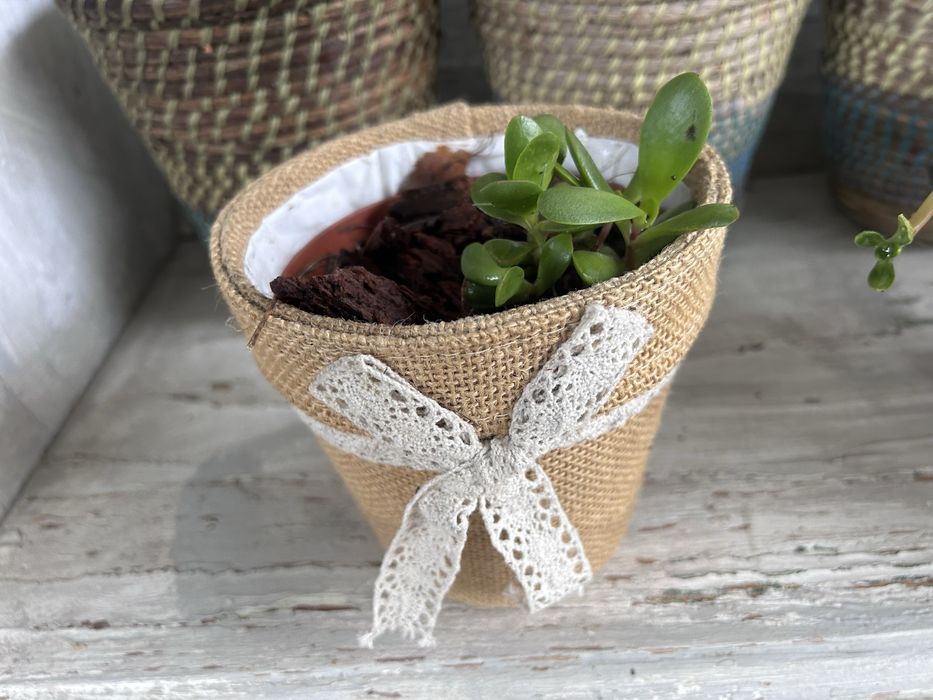 Suculentas  diversas com vaso externo decorativo