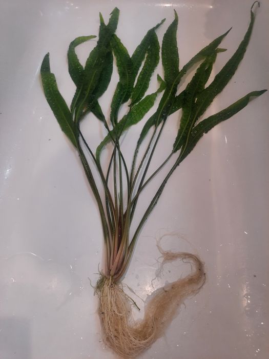 Kryptokoryna karbowana