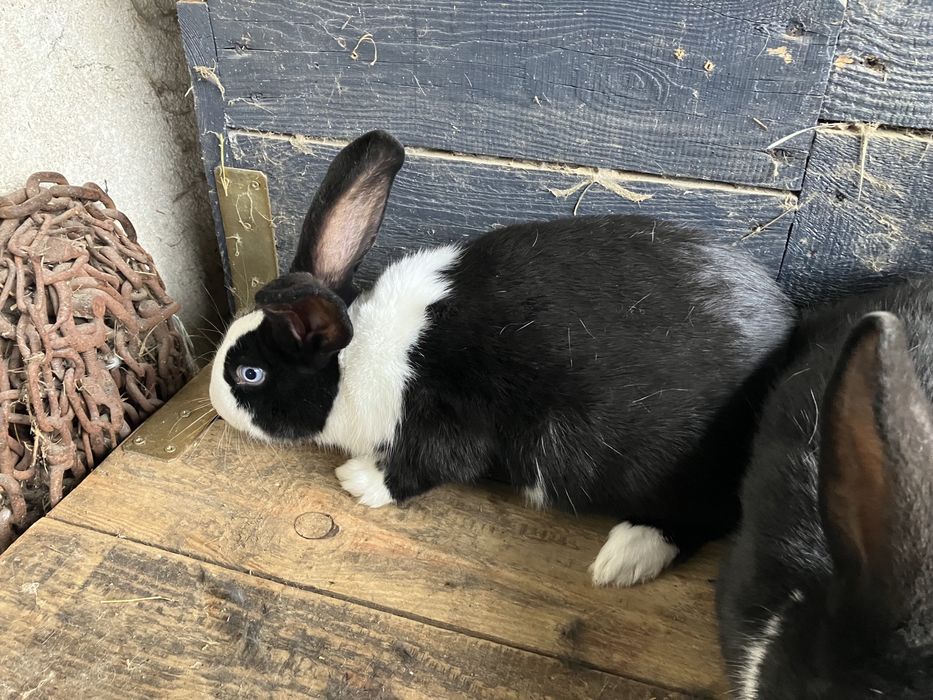 Króliki mieszance i nie tylko